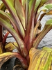Ensete ventricosum 'Maurelii'