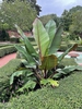 Ensete ventricosum 'Maurelii'