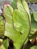 Ensete ventricosum 'Maurelii'