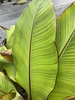 Ensete ventricosum 'Maurelii'
