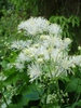 Thalictrum aquilegifolium