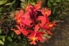 Clusters of orange-red flowers.