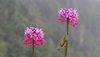 2 clusters of pink flowers; 2 green capsules dangle from stem.