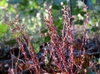 Epifagus virginiana