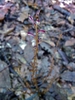 Epifagus virginiana