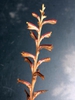 Epifagus virginiana