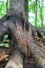 Epifagus virginiana