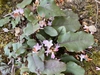 Epigaea repens