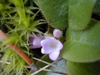 Flower and leaves