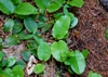 Form and leaves