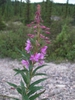 Fireweed
