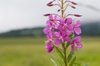 Epilobium angustifolium