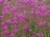 Showy hot pink flowers