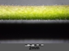 stem