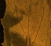 Epilobium ciliatum