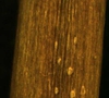Epilobium ciliatum