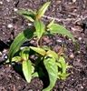 Epilobium habit and leaves