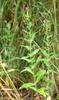 leaves and flowers
