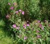 Great Willowherb flower