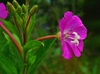 leaves and flowers