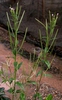 Epilobium inflorescence, stems, and leaves