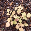 Epimedium