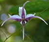 Epimedium acuminatum