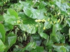 Form