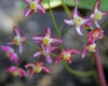 Epimedium x rubrum