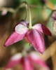 Epimedium x rubrum