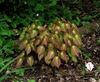 Epimedium x rubrum