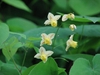 Epimedium x versicolor 'Sulphureum'