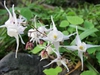 Epimedium x youngianum 'Niveum'