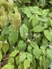 Epimedium
