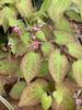 Epimedium x rubrum