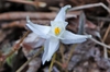 Epimedium sempervirens