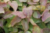 leaves