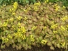 leaves and flowers