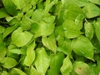 Epimedium x rubrum leaves summer