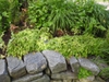 Epimedium x rubrum summer