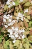 Epimedium x youngianum 'Niveum'