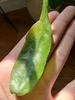 Hand cradling a flattened, green, leaf-like stem.