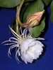 White flower with thin outer sepals & broad inner petals. Bud.