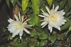 Two white, many-petaled flowers w/ large spidery stigmas