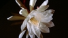 White petals, many stamens & large, spidery stigma.