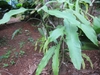 Shoots of flattened, leaf-like green stems with "midveins."