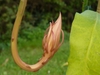 Close-up of elongated, up-curved floral tube & tight bud.