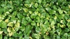 Ground carpeted in green and yellow, heart-shaped leaves.