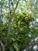 Large vine climbing high into a tree. Leaves are very large.