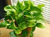 Potted plant with green and yellow, heart-shaped leaves.